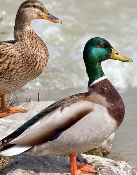 Naturally raised ducks at Idea Poultry Farming