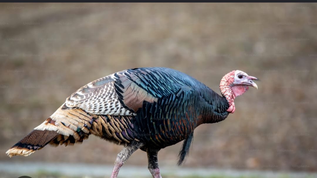 Healthy turkeys raised at Idea Poultry Farming